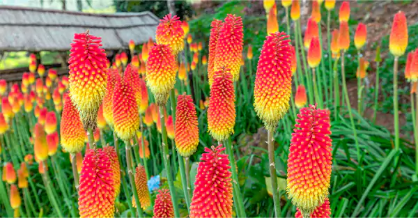 Red Hot Poker Plant