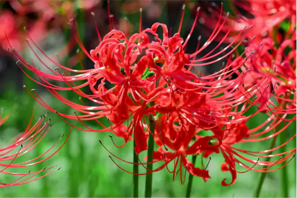 Red Spider Lily