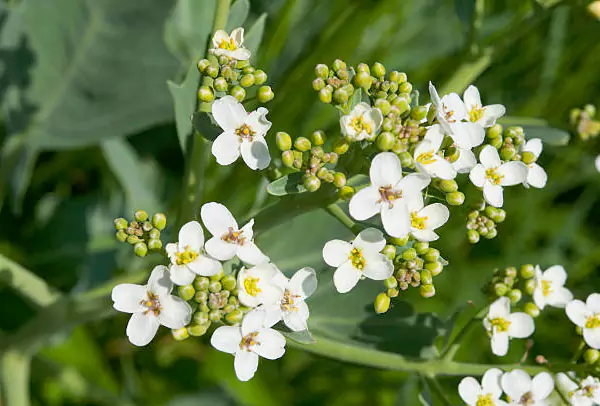 Sea-Kale