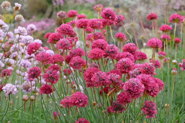 Sea Thrift