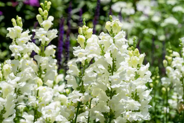 Snapdragons