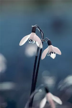 Snowdrop