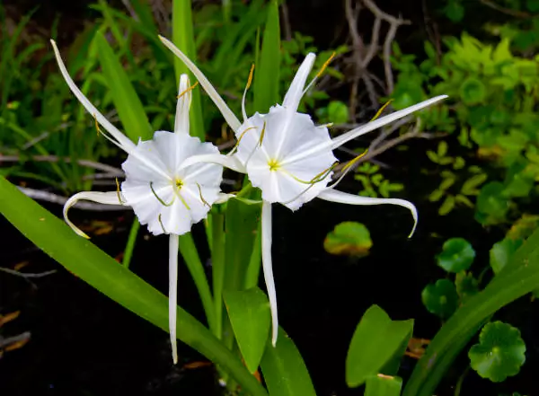 Spider-Flower