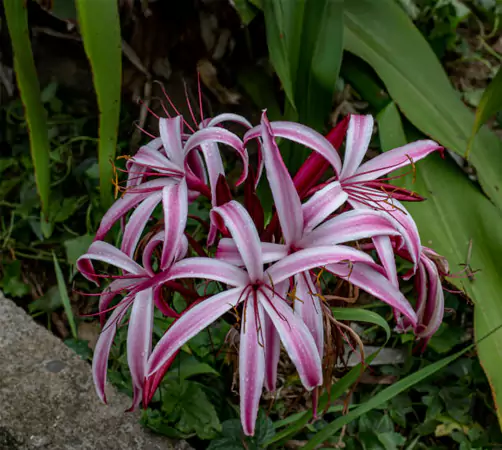 Spider Lily