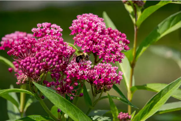 Swamp Milkweed