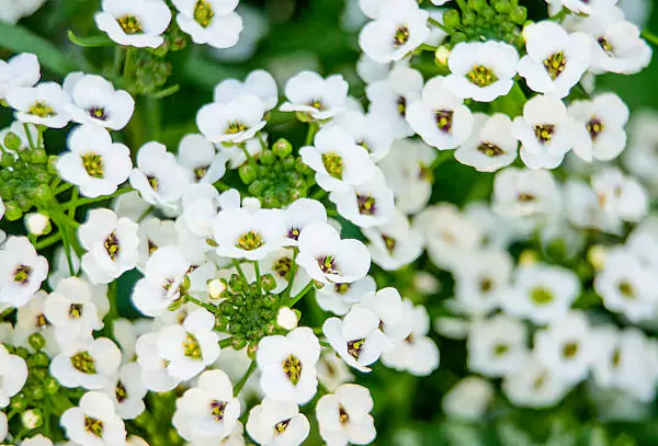 Sweet-Alyssum