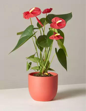 The Anthurium