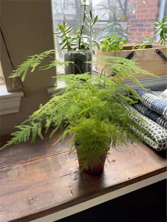 The Asparagus Fern