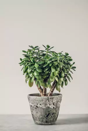 The Baby Jade Plant