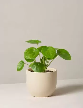 The Chinese Money Plant