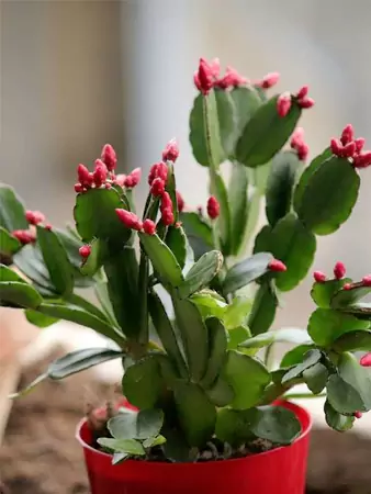 The Christmas Cactus