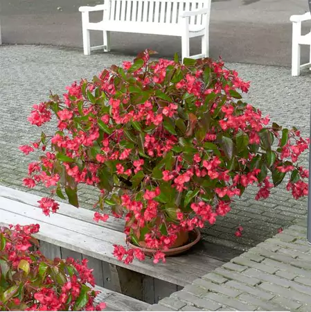 The Dragon Wing Begonia