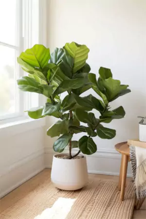 The Fiddle Leaf Fig