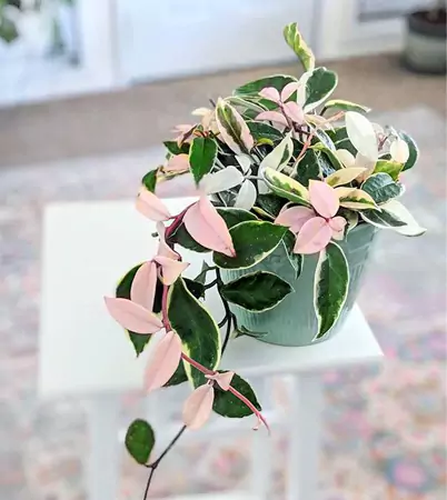 The Hoya Carnosa Tricolor