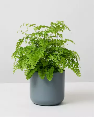 The Maidenhair Fern