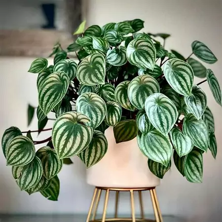 The Watermelon Peperomia