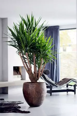 The Yucca Plant