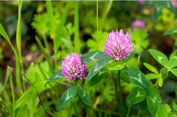 Trifolium Rubens