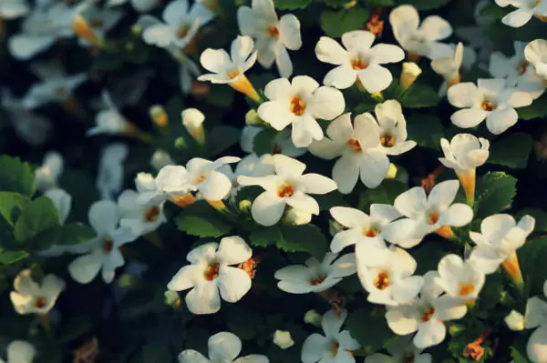 Waterhyssop (Bacopa)