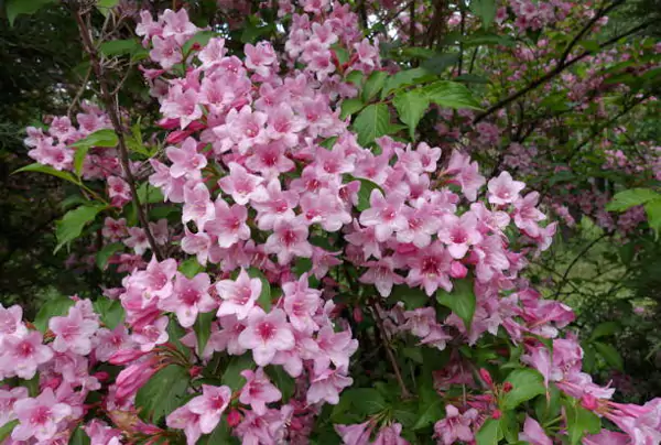 Weigela