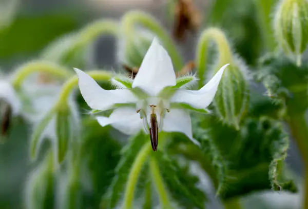 White Borage