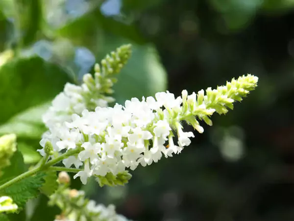 White Butterfly Bush