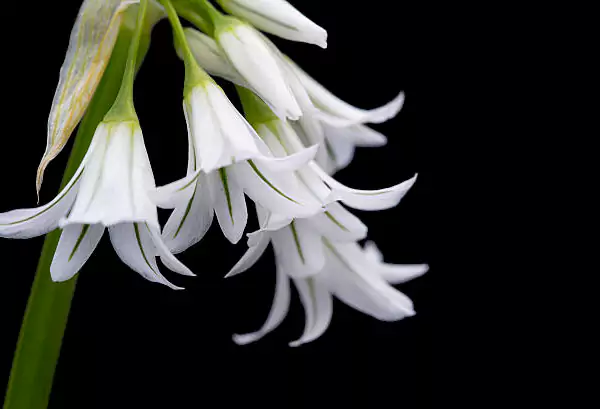 White City Spanish Bluebells