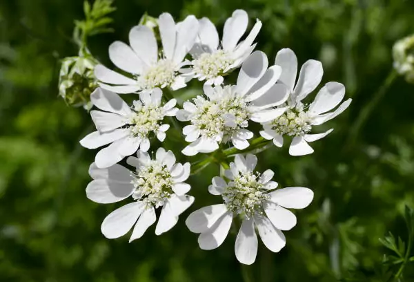 White-Laceflower