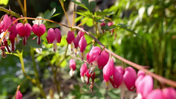 Wild Bleeding Heart