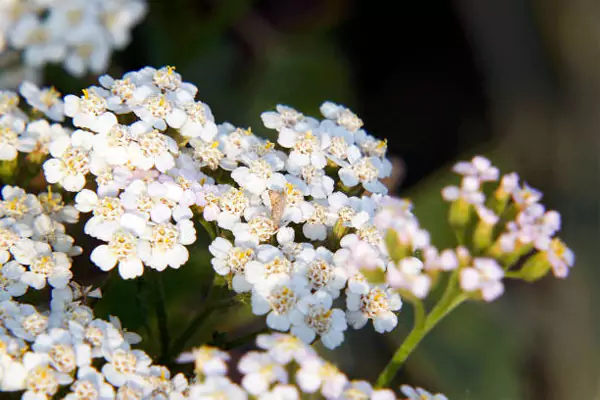 Yarrow