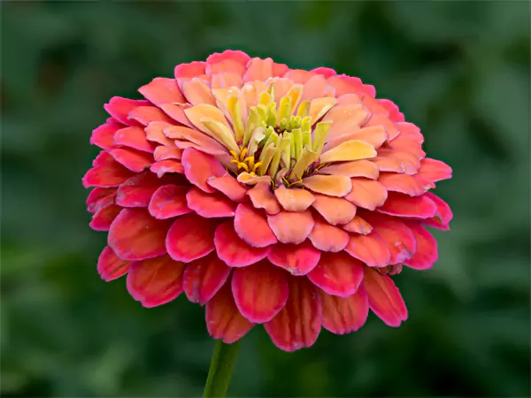 Zinnia Elegans