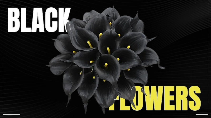 blackflower