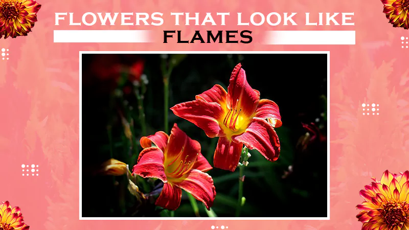 flowers flames