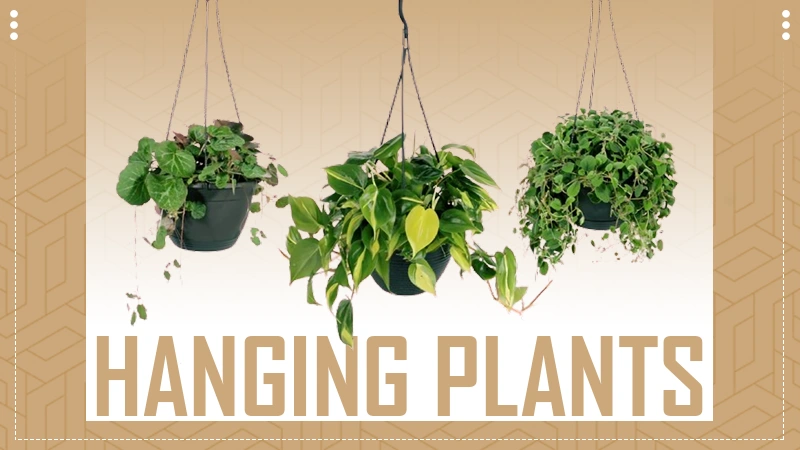 hanging plant