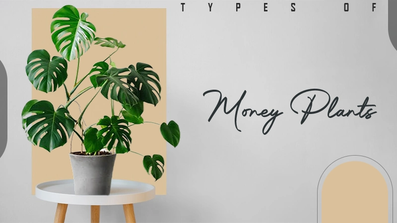 money plants