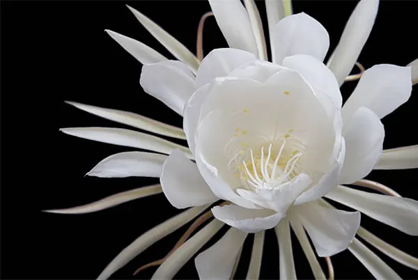 Queen Of The Night Flowers