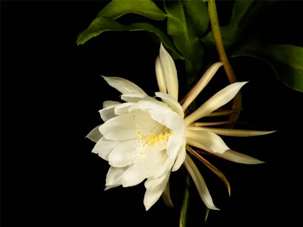 Queen Of The Night Flower