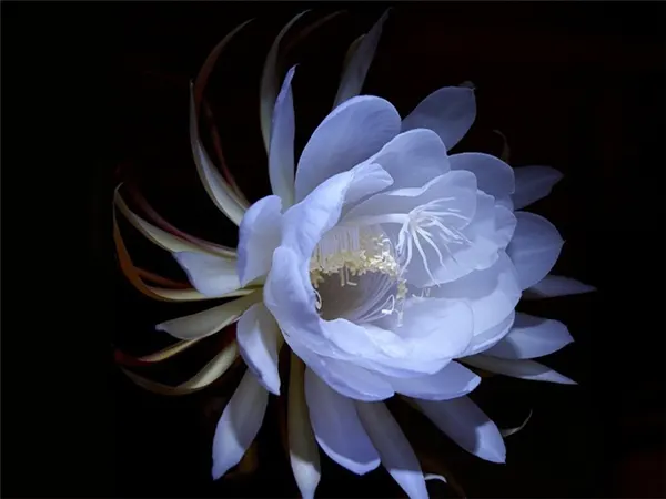 Queen of The Night Flower