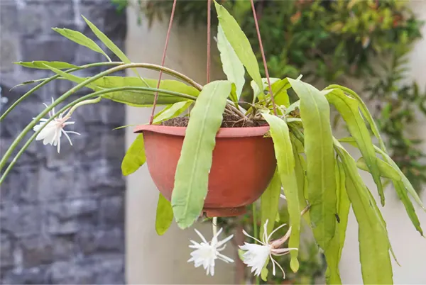 caring for the queen of the Night Queen Flower