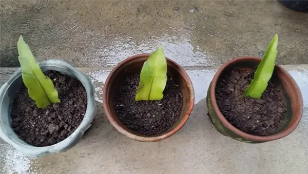 queen of the night plant propagation