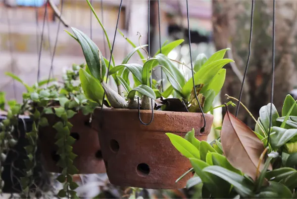 Hanging Plants