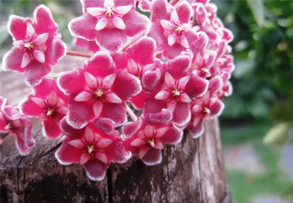 Hoya Carnosa