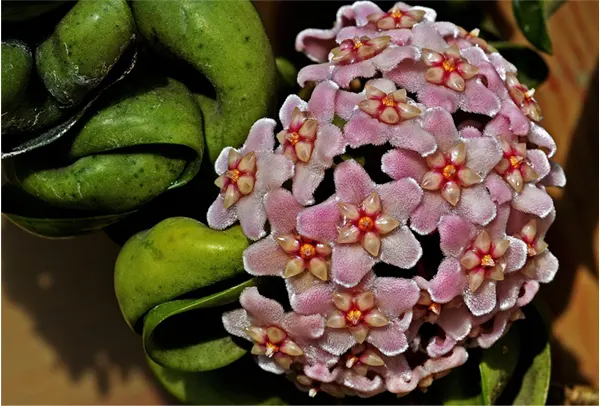 Hoya Compacta