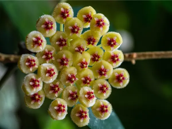 Hoya Lacunosa