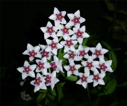 Hoya Plant at Bloom