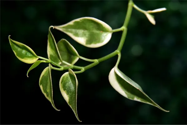 Hoya Plant