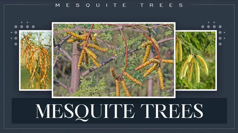 mesquite tree