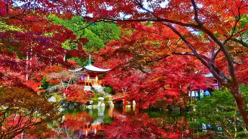 Japanese Maple Planting Spot