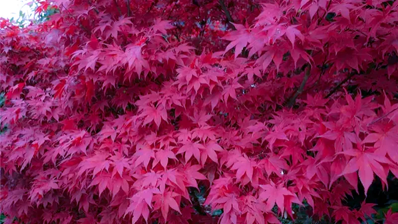 Japanese Maple