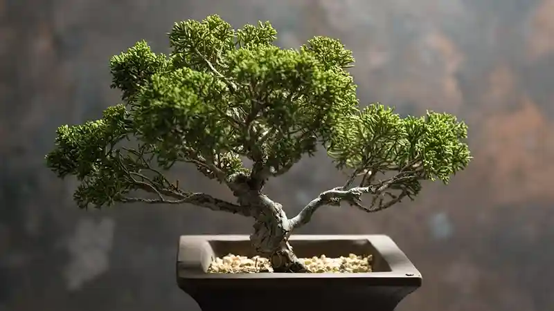 Trees as Bonsai